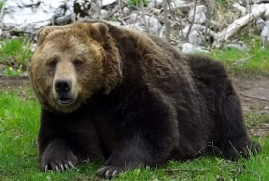 L'orso MJ5