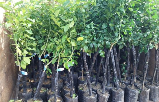 Santa Marinella - I limoni arrivati dalla Sicilia
