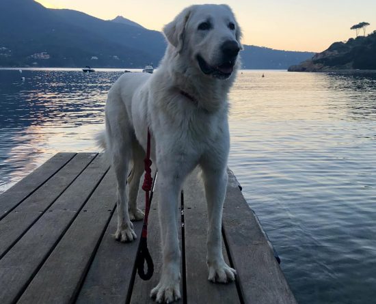 Isola d'Elba - Il cane Oscar