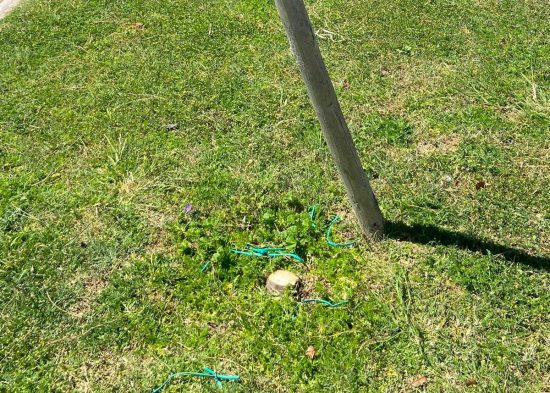 Bolsena - Albero tagliato e gettato nel lago