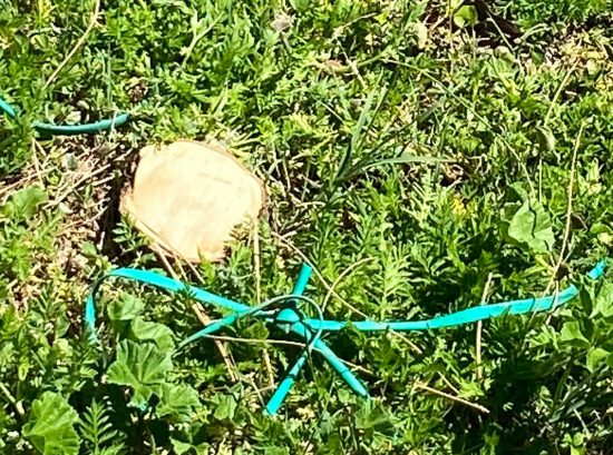 Bolsena - Albero tagliato e gettato nel lago