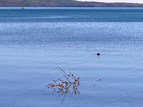Bolsena - Albero tagliato e gettato nel lago