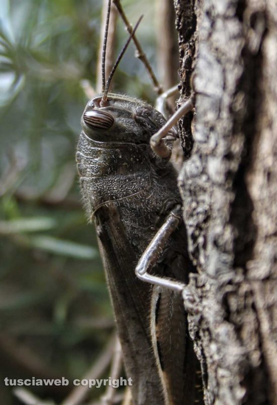 Una locusta