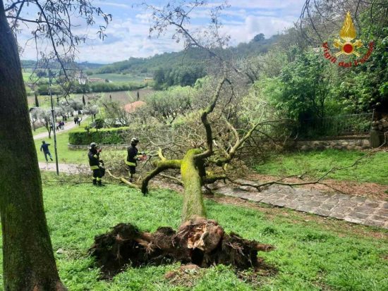 Vigili del fuoco - Albero caduto nel Padovano