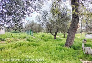 Viterbo - Erba alta nel parco delle Querce a Santa Barbara