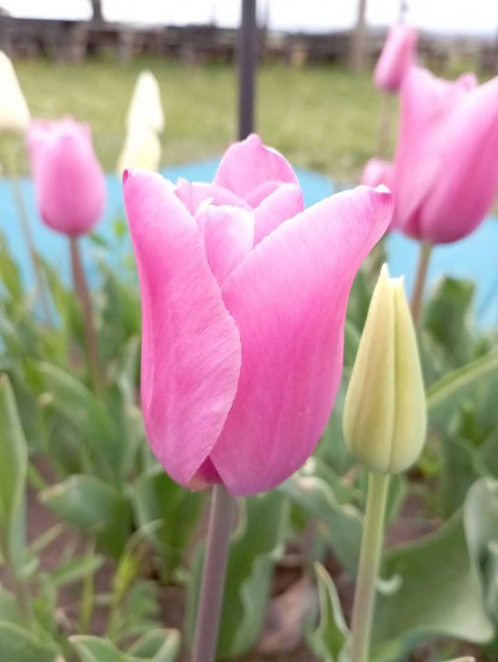 I tulipani di Tuscia flower
