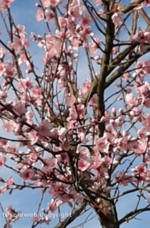 Fiori di pesco