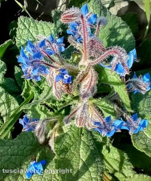 Borragine in fiore