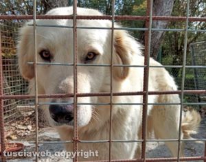 Vasanello - Trovato derivato Golden Retriver senza microchip