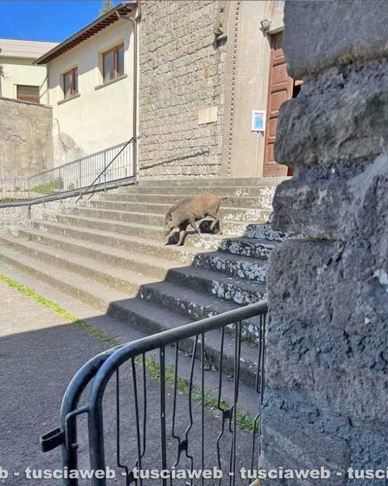 Viterbo - Un cinghiale alla chiesa del Paradiso
