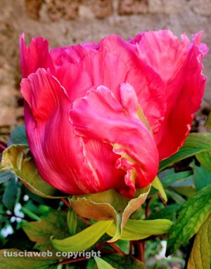Un fiore di peonia