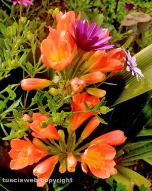 Fiori di primavera