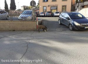Viterbo - Cinghiali in via Genova