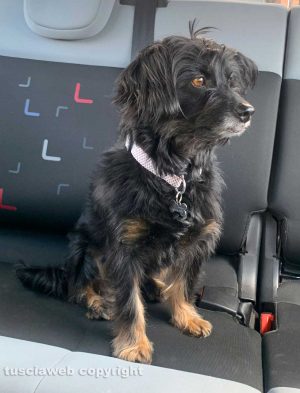 Il cagnolino Paco