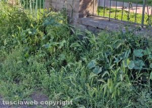 Viterbo - Erba alta nei parchi e per le strade