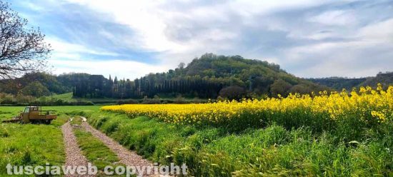 Mugnano in Teverina - Campo di colza