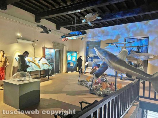 Viterbo - La mostra Squali predatori perfetti