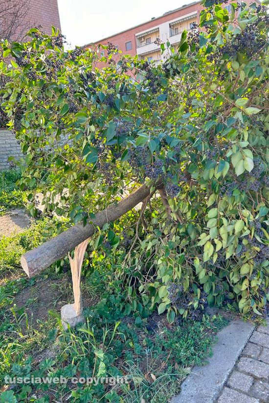 Viterbo - L'albero tagliato tra strada Santa Barbara e via Biga di Castro