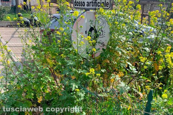 Viterbo - Il terreno in via Amedeo Cerasa