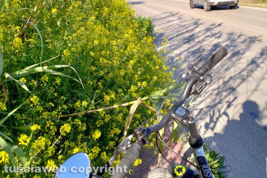 Viterbo - Erbacce lungo la pista ciclabile di strada Bagni