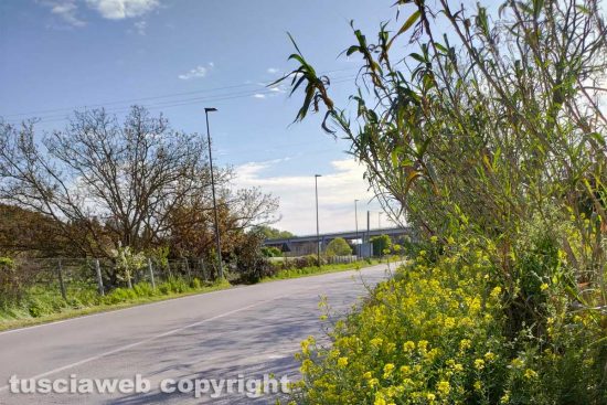 Viterbo - Erbacce lungo la pista ciclabile di strada Bagni