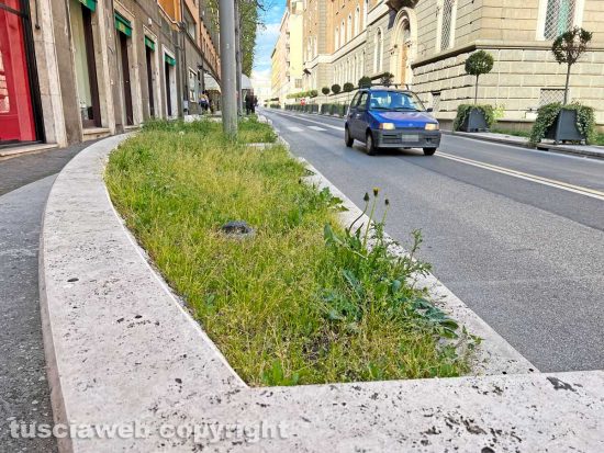 Viterbo - Una delle aiuole di via Marconi