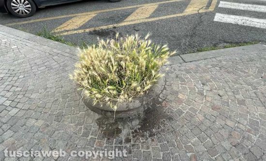 Piazza della Rocca - Una tradizionale fioriera senza fiori e piena di erbacce