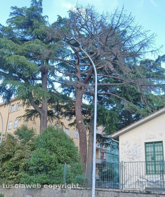 Viterbo - Cedro morto al centro sociale polivalente "Pilastro"