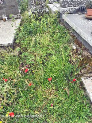 Montefiascone - L'erba alta tra le tombe della parte vecchia del cimitero