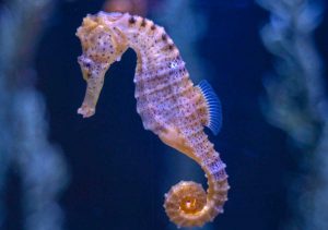 Unitus - Corso internazionale Marine Biology and Ecology