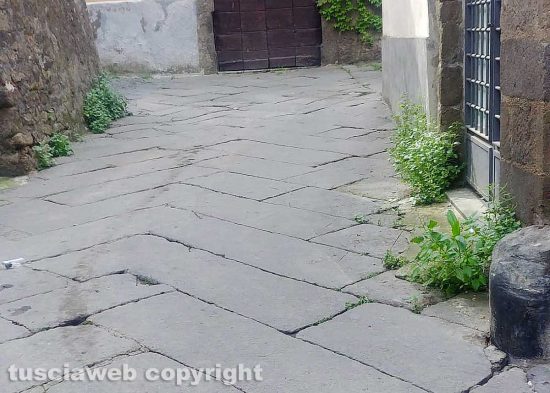 Viterbo - Erbacce nei vicoli del centro