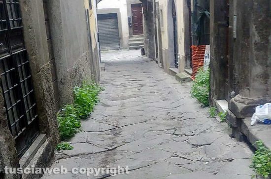 Viterbo - Erbacce nei vicoli del centro