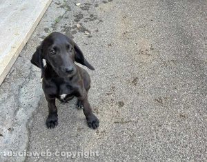 Nerone