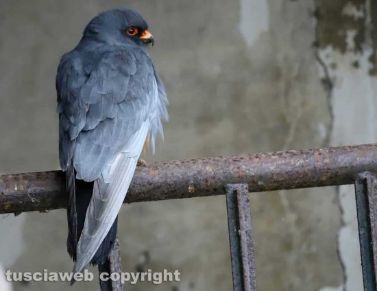Falco cuculo al lago di Bolsena