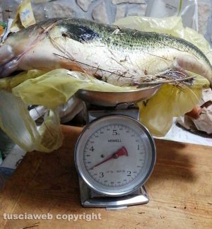 Catturato un black bass di circa 3,5 kg