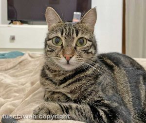 La gattina Bug