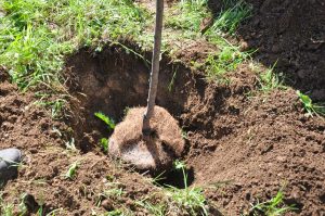 Piantati tre nuovi alberi nel giardino della scuola materna di Tobia
