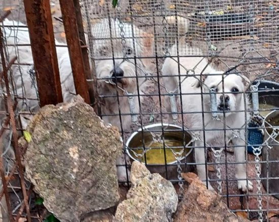 Tarquinia - Cani sequestrati da Oipa