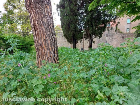 Viterbo Giardino via Diaz