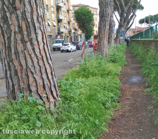 Viterbo – Erbacce in via Francesco Baracca