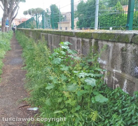 Viterbo – Erbacce in via Francesco Baracca