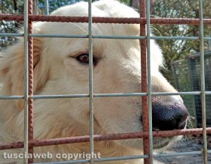 Chicco il cane Golden Retrivier in cerca di casa