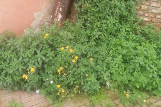 Incuria a Montalto di Castro