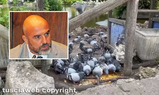 Pratogiardino Lucio Battisti trasformato in in allevamento intensivo di piccioni... - Nel riquadro l'assessore Stefano Floris