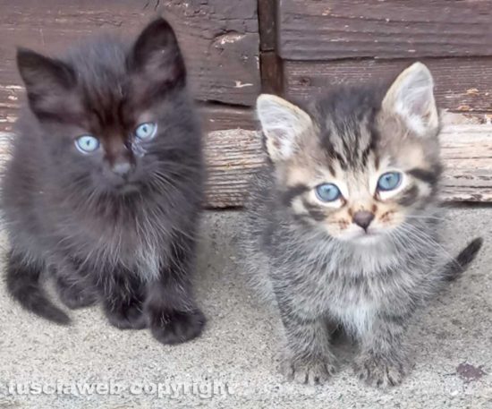 Gattini in adozione