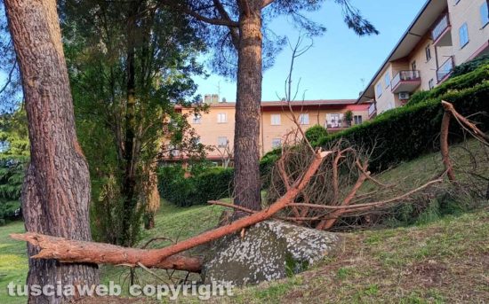 Viterbo - Rami spezzati e pericolanti al parco della Quercia