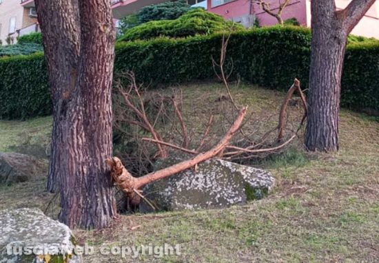 Viterbo - Rami spezzati e pericolanti al parco della Quercia