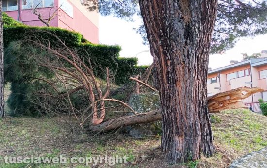 Viterbo - Rami spezzati e pericolanti al parco della Quercia