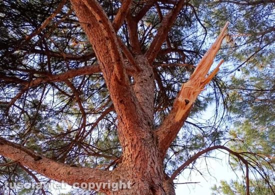 Viterbo - Rami spezzati e pericolanti al parco della Quercia