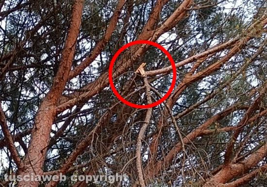 Viterbo - Rami spezzati e pericolanti al parco della Quercia